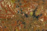 Vibrantly Colored, Polished Petrified Wood Section - Arizona #113375-2